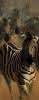 Wandverkleidung 1000x2550 mm more4YOU, Zebras by Pöppelmann