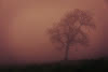 Wandverkleidung 1000x2550 mm more4YOU, Tree