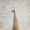 Wandverkleidung 1500x2550 mm - 2er Set more4YOU, Peafowl by Pöppelmann